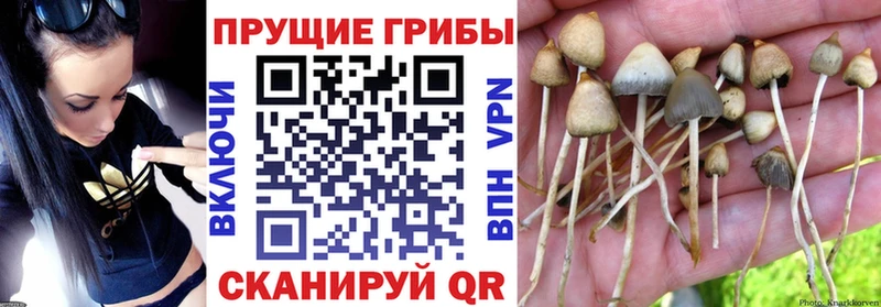 Псилоцибиновые грибы Cubensis  Купить закладки  Салехард 